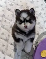 Penny, a female Pomsky for sale in Spring Hill, FL – 2 of 7
