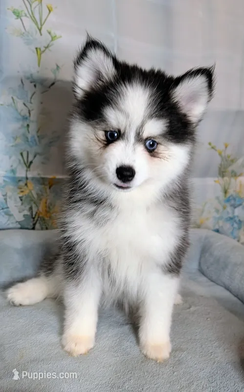 Poppy – Pomsky puppy for sale in Spring Hill, FL