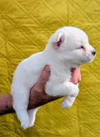 Rayne, a female Pomsky for sale in Spring Hill, FL – 4 of 7