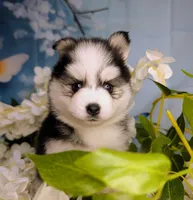 Polly, a female Pomsky for sale in Spring Hill, FL – 2 of 6