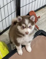 Vernon, a male American Eskimo and Pomsky for sale in Spring Hill, FL – 3 of 7