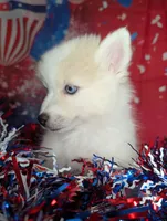 Victor , a male American Eskimo and Pomsky for sale in Spring Hill, FL – 6 of 6