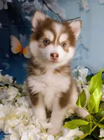 Vernon, a male American Eskimo and Pomsky for sale in Spring Hill, FL – 5 of 7