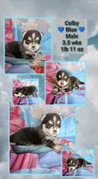 Colby-blue, a male Pomsky for sale in Spring Hill, FL – 5 of 5