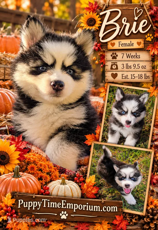 Brie  – Pomsky puppy for sale in Spring Hill, FL