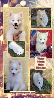 Victor , a male American Eskimo and Pomsky for sale in Spring Hill, FL – 6 of 10