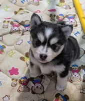 Misty , a female Pomsky for sale in Spring Hill, FL – 4 of 6