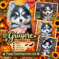 Gruyere-blue-toy, a female Pomsky for sale in Spring Hill, FL – 2 of 9
