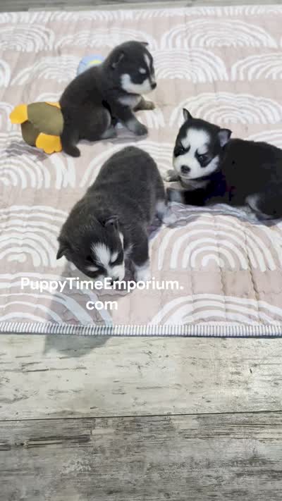 Brie , a female Pomsky for sale in Spring Hill, FL – 5 of 5
