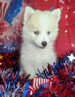 Victor , a male American Eskimo and Pomsky for sale in Spring Hill, FL – 5 of 6