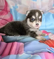 Colby-blue, a male Pomsky for sale in Spring Hill, FL – 2 of 5