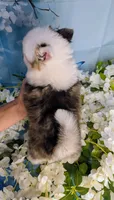 Bessie, a female American Eskimo and Pomsky for sale in Spring Hill, FL – 7 of 8