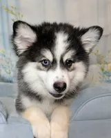 Falcon, a male American Eskimo and Pomsky for sale in Spring Hill, FL – 9 of 10