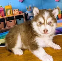 Vernon, a male American Eskimo and Pomsky for sale in Spring Hill, FL – 6 of 7