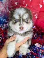 Penny, a female Pomsky for sale in Spring Hill, FL – 6 of 7