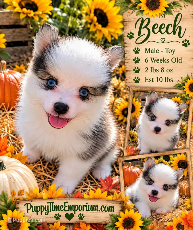 Beech - Toy – Pomsky puppy for sale in Spring Hill, FL