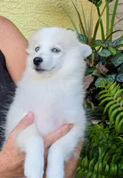 Victor , a male American Eskimo and Pomsky for sale in Spring Hill, FL – 2 of 10