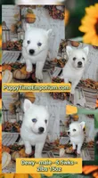 Dewy, a male Pomsky for sale in Spring Hill, FL – 2 of 6