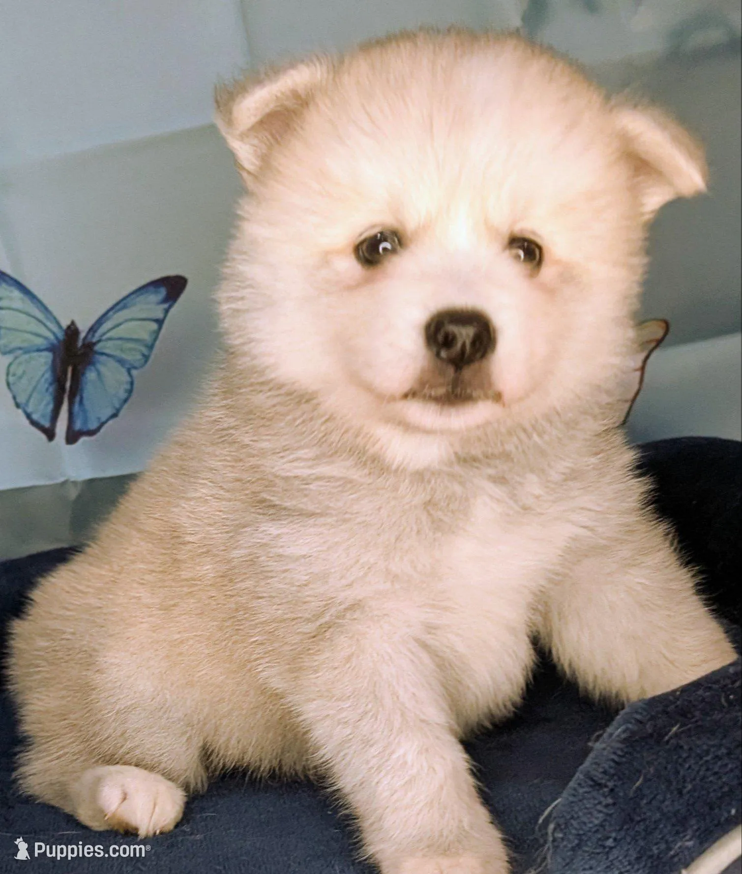 Teddy – American Eskimo, Pomsky puppy for sale in Spring Hill, FL