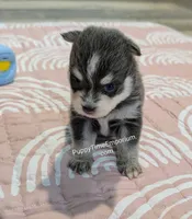 Colby-blue, a male Pomsky for sale in Spring Hill, FL – 3 of 5