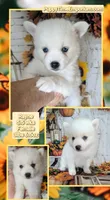 Rayne, a female Pomsky for sale in Spring Hill, FL – 7 of 7