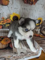 Aura, a female Pomsky for sale in Spring Hill, FL – 4 of 5