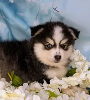 Falcon, a male American Eskimo and Pomsky for sale in Spring Hill, FL – 3 of 5