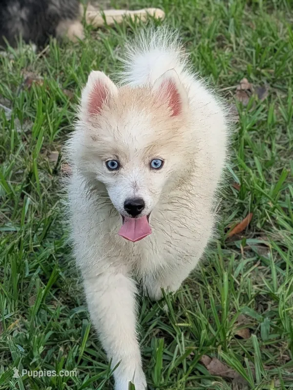 Victor  – American Eskimo, Pomsky puppy for sale in Spring Hill, FL