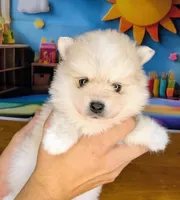 Elsie, a female American Eskimo and Pomsky for sale in Spring Hill, FL – 7 of 8
