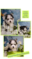 Polly, a female Pomsky for sale in Spring Hill, FL – 6 of 6