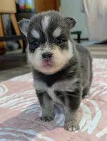 Colby-blue, a male Pomsky for sale in Spring Hill, FL – 1 of 5