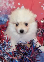 Elsie, a female American Eskimo and Pomsky for sale in Spring Hill, FL – 1 of 8