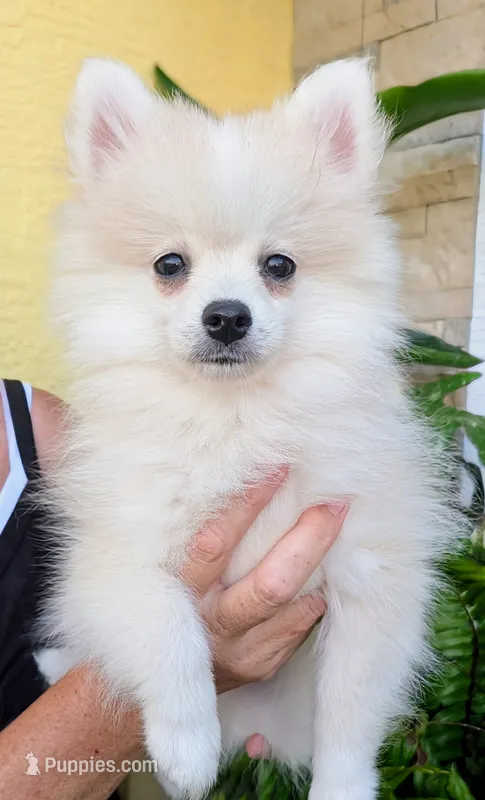 Elsie-micro – American Eskimo, Pomsky puppy for sale in Spring Hill, FL