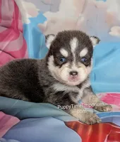 Colby-blue, a male Pomsky for sale in Spring Hill, FL – 4 of 5