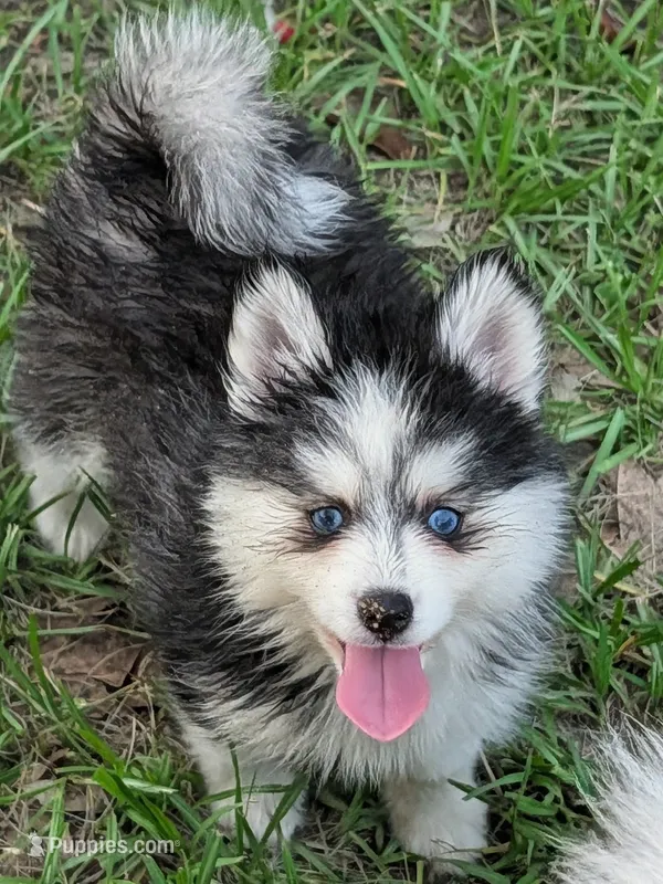 Poppy – Pomsky puppy for sale in Spring Hill, FL
