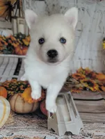 Dewy, a male Pomsky for sale in Spring Hill, FL – 4 of 6