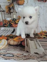 Dewy, a male Pomsky for sale in Spring Hill, FL – 5 of 6