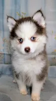 Pixie, a female Pomsky for sale in Spring Hill, FL – 1 of 10