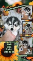 Birch, a male Pomsky for sale in Spring Hill, FL – 5 of 5