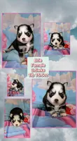 Brie , a female Pomsky for sale in Spring Hill, FL – 4 of 5