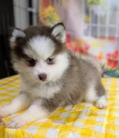 Pixie, a female Pomsky for sale in Spring Hill, FL – 4 of 10