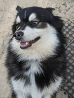 Carter, a male American Eskimo and Pomsky for sale in Spring Hill, FL – 5 of 6