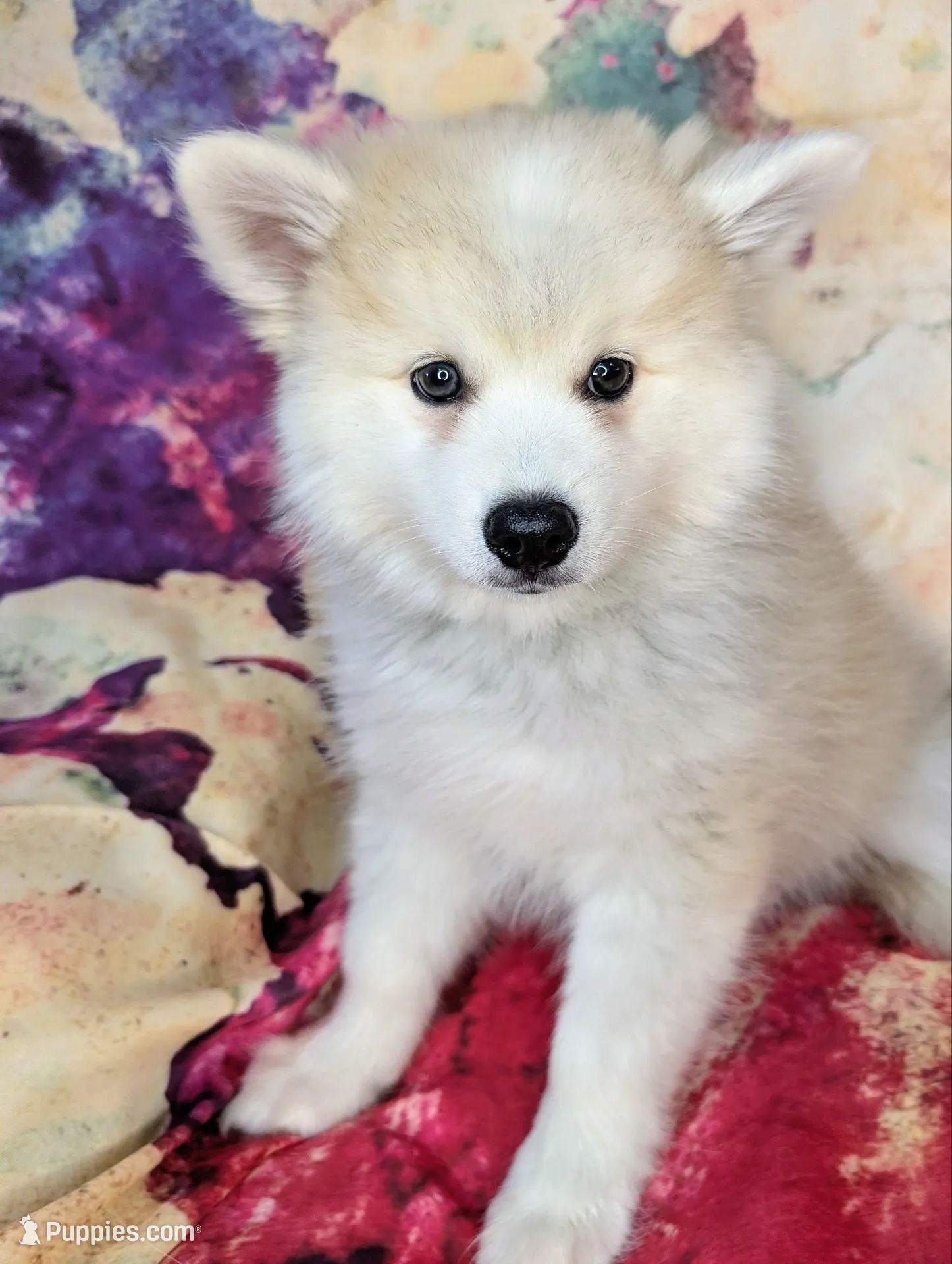 Teddy, a male American Eskimo and Pomsky for sale in Spring Hill, FL – 1 of 10