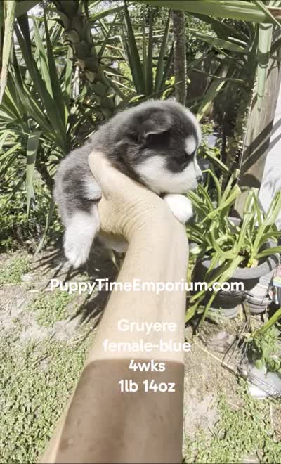 Gruyere-blue-toy, a female Pomsky for sale in Spring Hill, FL – 9 of 9