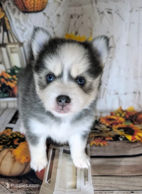 Aura – Pomsky puppy for sale in Spring Hill, FL
