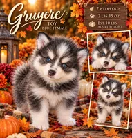 Gruyere-blue-toy, a female Pomsky for sale in Spring Hill, FL – 7 of 9