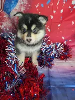 Nuetron, a male American Eskimo and Pomsky for sale in Spring Hill, FL – 4 of 4