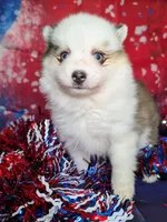 Bessie, a female American Eskimo and Pomsky for sale in Spring Hill, FL – 5 of 8