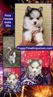 Pixie, a female Pomsky for sale in Spring Hill, FL – 10 of 10
