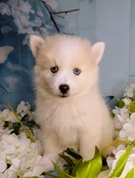 Victor , a male American Eskimo and Pomsky for sale in Spring Hill, FL – 1 of 6